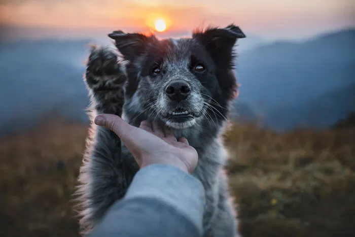 I Want To Show That Adopted Dogs Are Beautiful So I Captured These 30 Photos