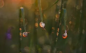I Used The Bokeh Method To Capture Snails (35 Pics)
