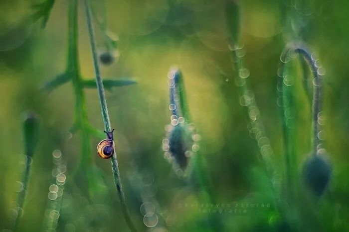 I Used The Bokeh Method To Capture Snails (35 Pics)
