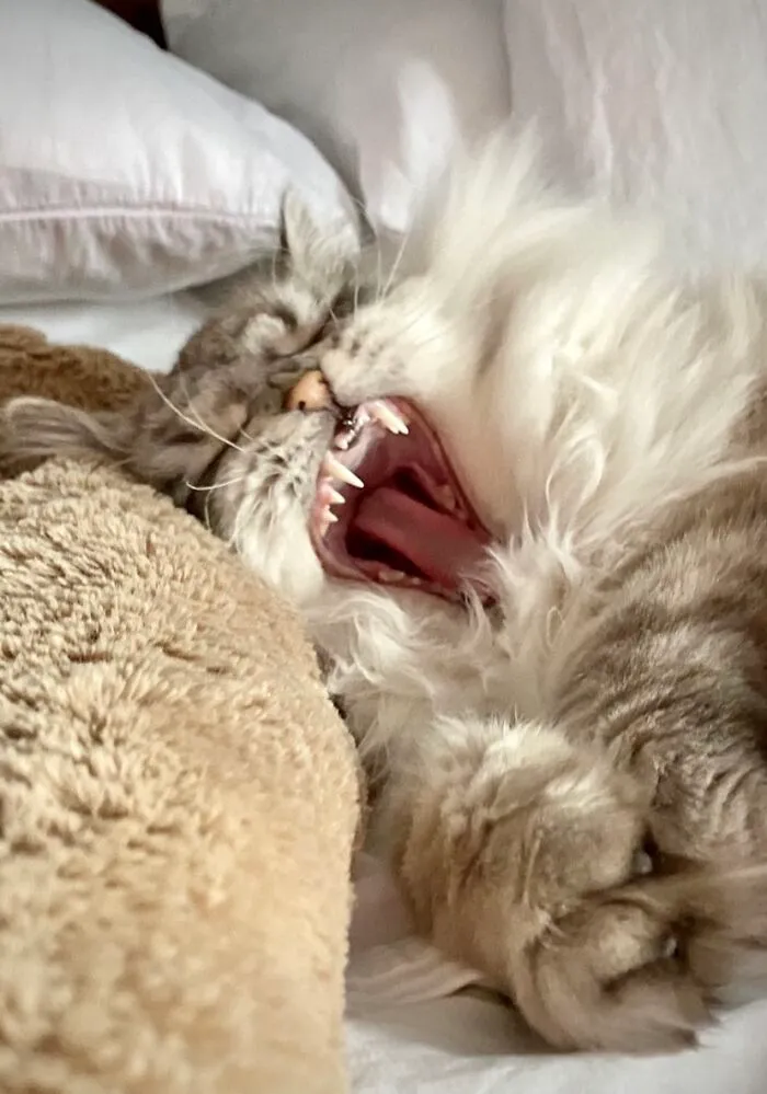 But I Don’t Wanna Get Up....