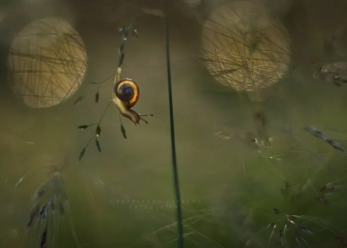 I Used The Bokeh Method To Capture Snails (35 Pics)