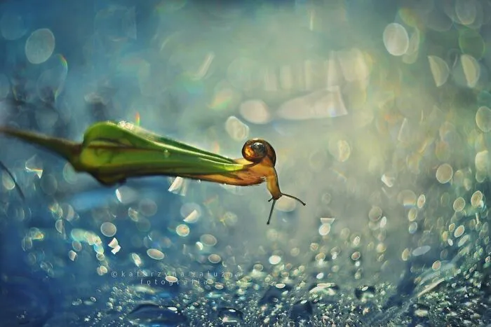 I Used The Bokeh Method To Capture Snails (35 Pics)