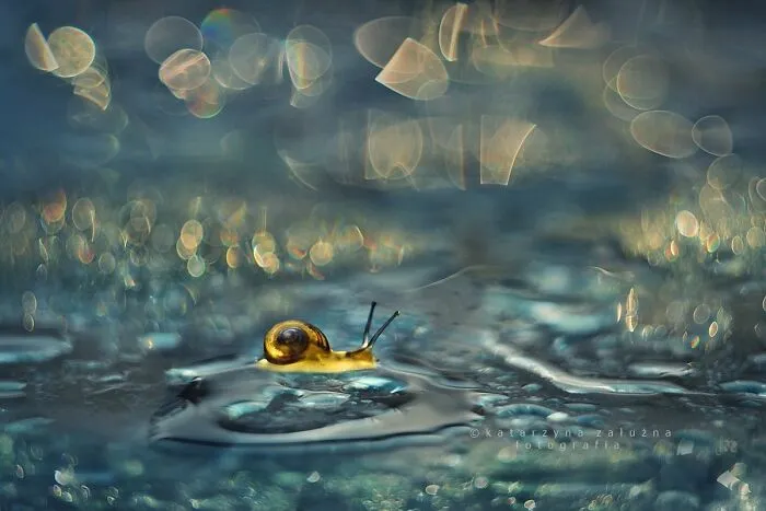 I Used The Bokeh Method To Capture Snails (35 Pics)