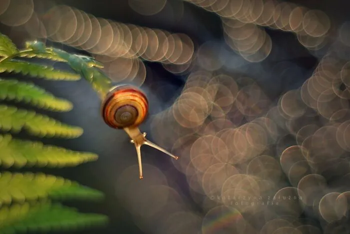 I Used The Bokeh Method To Capture Snails (35 Pics)