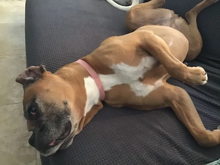 This Is Lily(Kins) I Cant Get A Photo Of My Other One Daisy, She Is To Wiggly