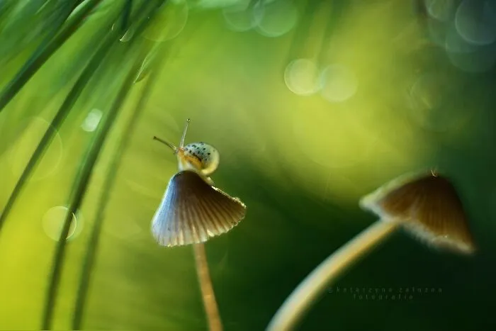 I Used The Bokeh Method To Capture Snails (35 Pics)