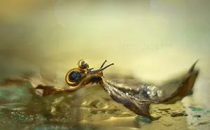 I Used The Bokeh Method To Capture Snails (35 Pics)
