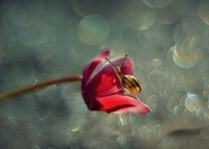 I Used The Bokeh Method To Capture Snails (35 Pics)