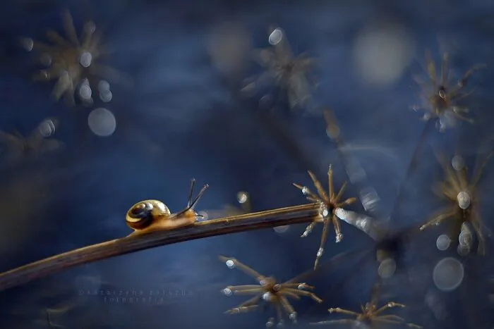 I Used The Bokeh Method To Capture Snails (35 Pics)