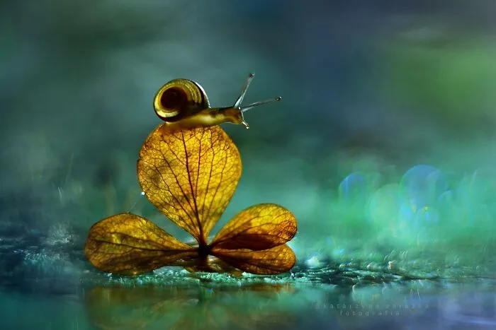 I Used The Bokeh Method To Capture Snails (35 Pics)