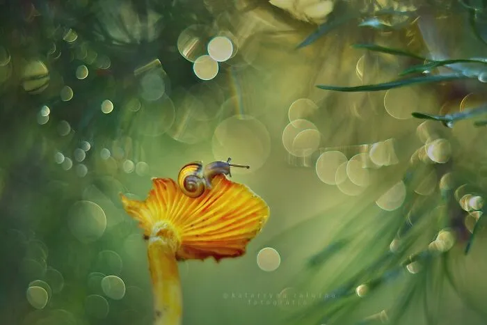 I Used The Bokeh Method To Capture Snails (35 Pics)