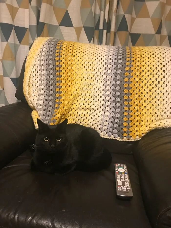 Made A Blanket. Cat Was Not Impressed