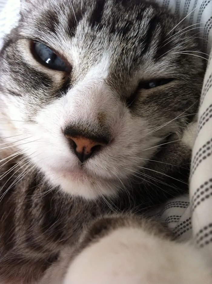 Disturbing My Cat Dodobird.