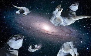 Hey Pandas, Can You Photoshop Your Pet To Make Them Look Hilarious (Closed)