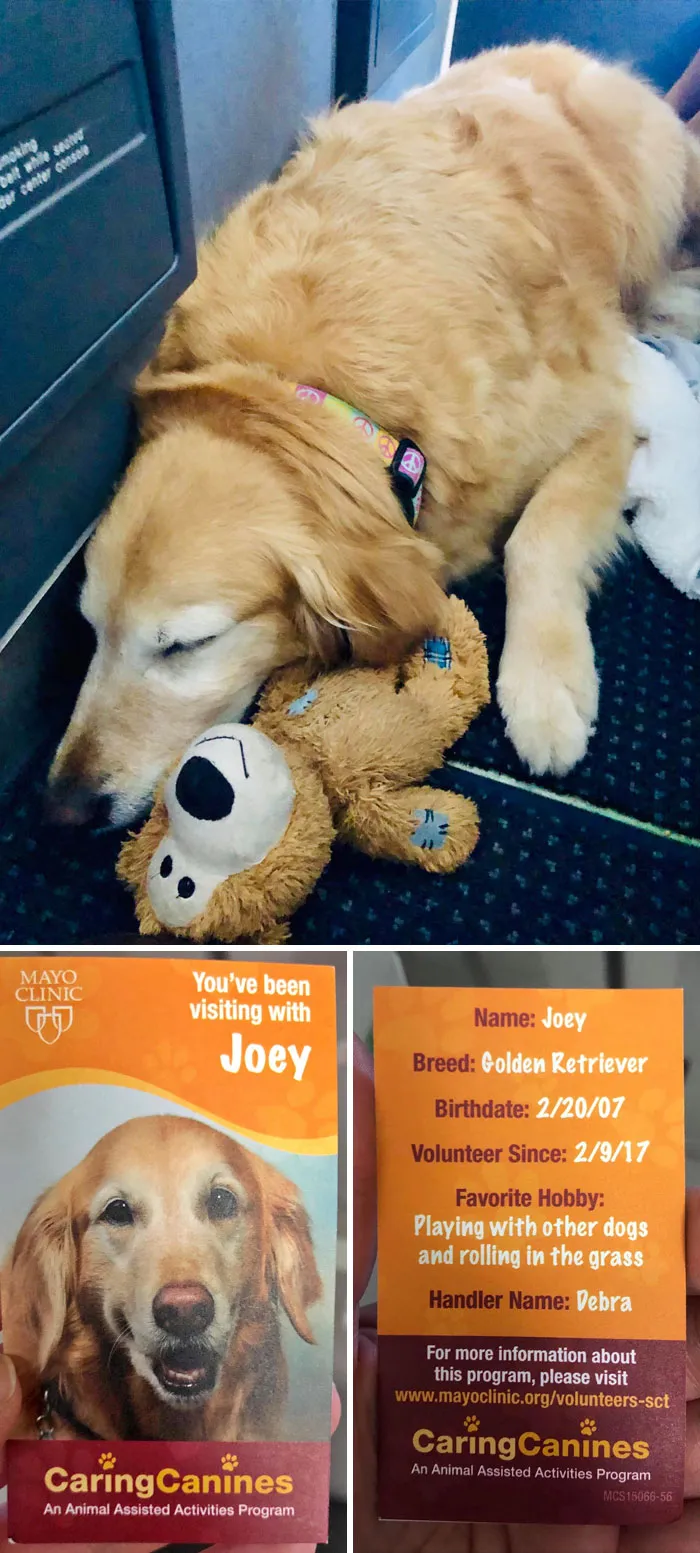 Joey, el perro de terapia, fue visto en un avión tomando una merecida siesta (foto tomada con permiso). Visita a los pacientes en los hospitales e incluso tiene su propia tarjeta de visita