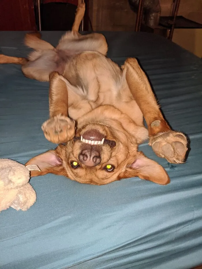 My Pet Vampire