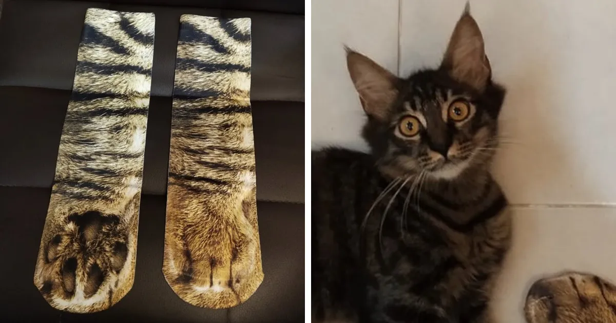 Un padre compra unos calcetines que parecen patas de gato y su hija comparte la divertida reacción del gato que se vuelve viral