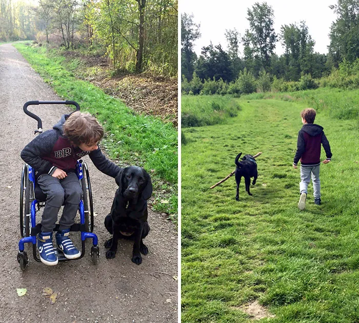 Hace meses, nuestro hijo consiguió un perro de apoyo. Nuestro hijo dependía principalmente de una silla de ruedas. Esperábamos que su perro lo ayudara a fortalecerse. Creo que podemos concluir que juntos tuvieron éxito