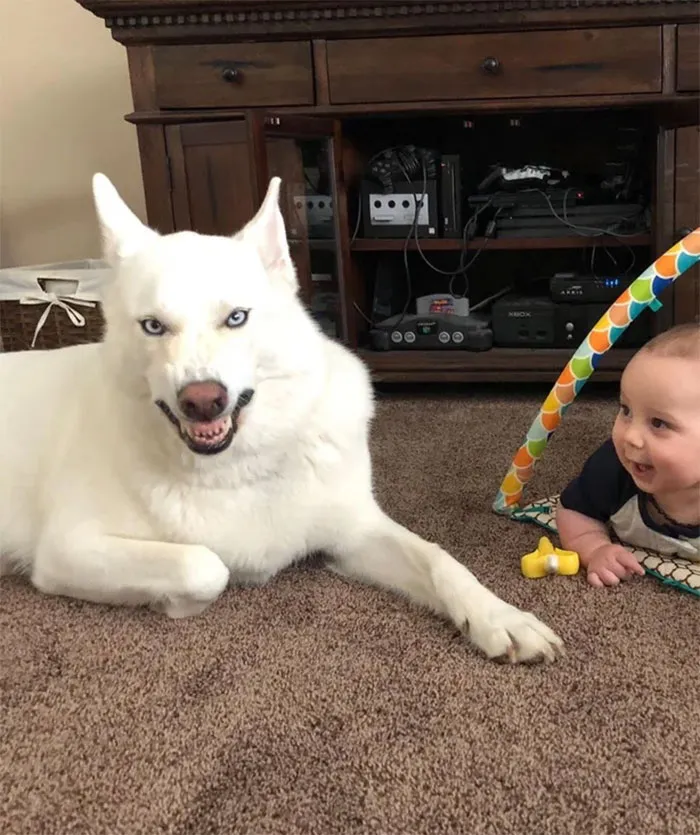 Paso 1: traté de tomar una linda foto del perro y del bebé. Paso 2: el perro estornudó durante la foto. Paso 3: capturé accidentalmente el demonio interno de mi perro, y a mi hijo le pareció divertido