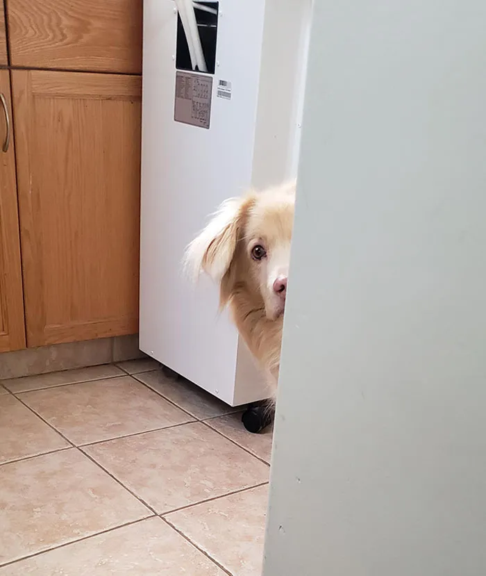 Cada mañana me observa cuando marcho a trabajar y me parte el corazón
