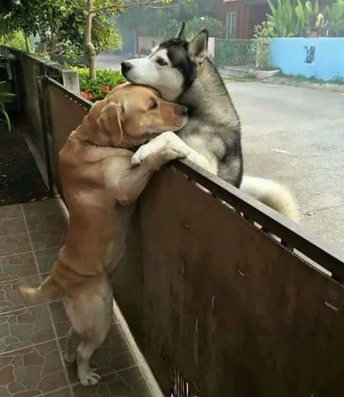 El amor no conoce barreras