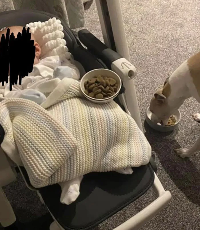 A este perro le preocupaba no ver nunca comer al bebé