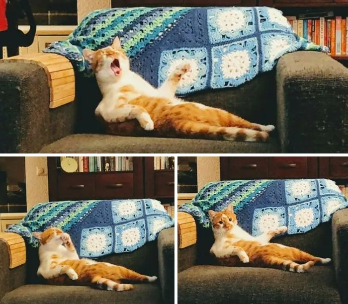 We've Adopted An Idiot. A Dramatic Idiot