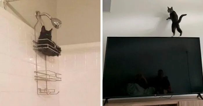 “What’s Wrong With Your Cat?” Online Group Has Owners Posting Pics Of Their Malfunctioning Cats And Here Are 50 Of The Funniest Ones