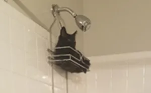 “What’s Wrong With Your Cat?” Online Group Has Owners Posting Pics Of Their Malfunctioning Cats And Here Are 50 Of The Funniest Ones
