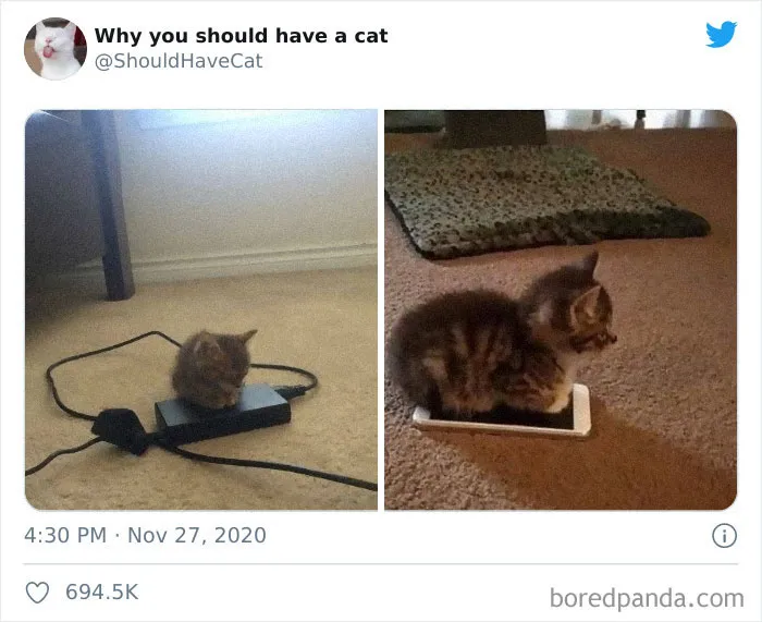 This Twitter Account Is Called 'Why You Should Have A Cat' And Here're 50 Reasons Why