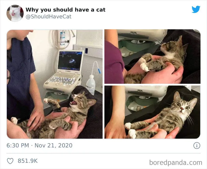 This Twitter Account Is Called 'Why You Should Have A Cat' And Here're 50 Reasons Why