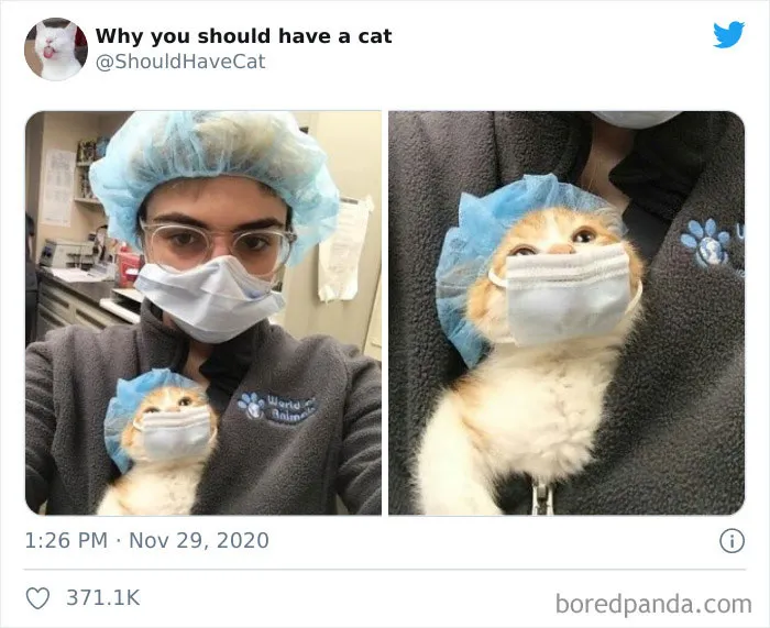 This Twitter Account Is Called 'Why You Should Have A Cat' And Here're 50 Reasons Why