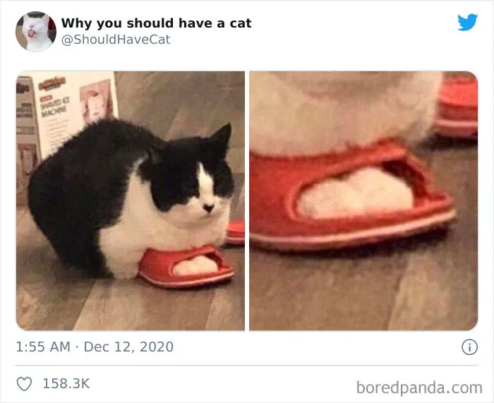 This Twitter Account Is Called 'Why You Should Have A Cat' And Here're 50 Reasons Why