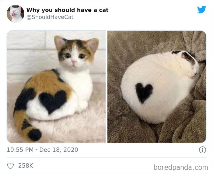 This Twitter Account Is Called 'Why You Should Have A Cat' And Here're 50 Reasons Why
