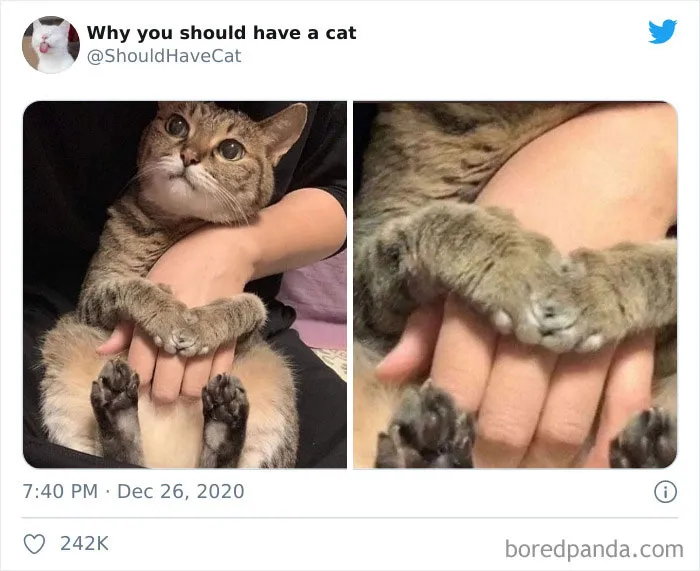 This Twitter Account Is Called 'Why You Should Have A Cat' And Here're 50 Reasons Why