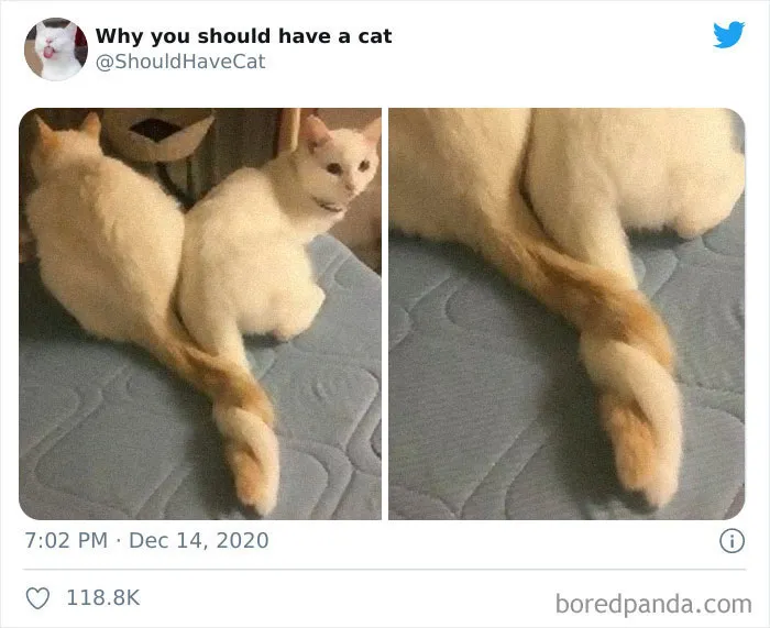 This Twitter Account Is Called 'Why You Should Have A Cat' And Here're 50 Reasons Why