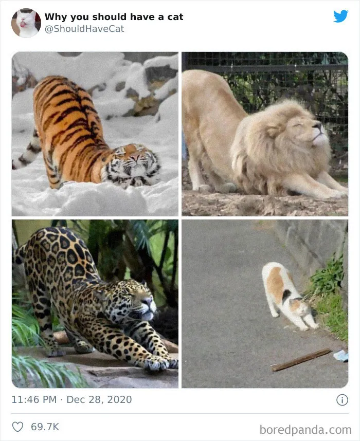 This Twitter Account Is Called 'Why You Should Have A Cat' And Here're 50 Reasons Why