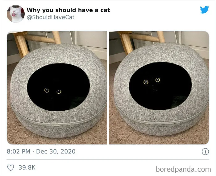 This Twitter Account Is Called 'Why You Should Have A Cat' And Here're 50 Reasons Why