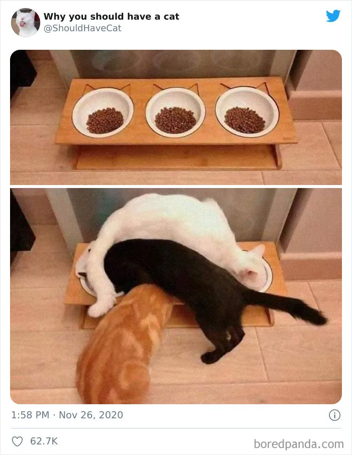 This Twitter Account Is Called 'Why You Should Have A Cat' And Here're 50 Reasons Why