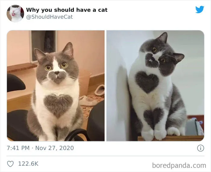 This Twitter Account Is Called 'Why You Should Have A Cat' And Here're 50 Reasons Why