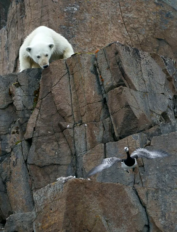 "White Danger" By Petri Pietiläinen