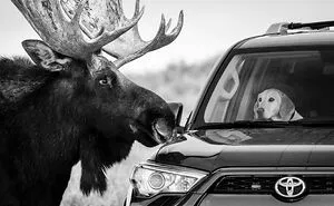 25 Pics From The 'Wildlife Photographer Of The Year' Contest That The Public Loved Most