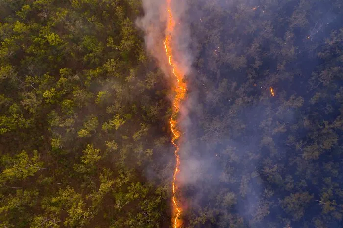 "Bushfire" By Robert Irwin