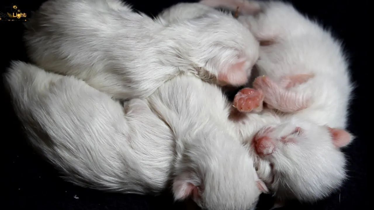 After 30 Hours Of Their Birth, The Kittens, Born With Open Eyes, Are In Good Health While They Sleep With Each Other In Complete Peace.