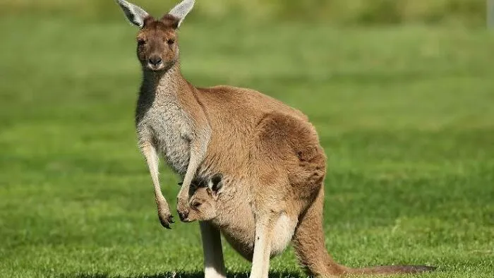 Kangaroo with joey in pouch on green grass, showcasing adorable Australian animals in natural habitat outdoors.