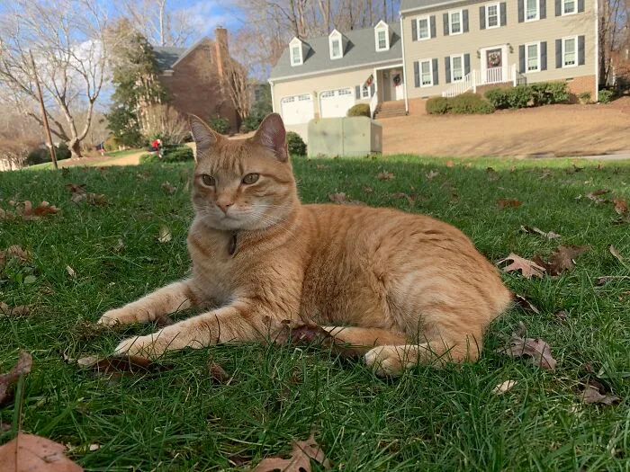 My Hunter. Simon Acts Like A Dog, Hunts Big Game And Loves Hanging Outside With His Humans. My Ginger Manx
