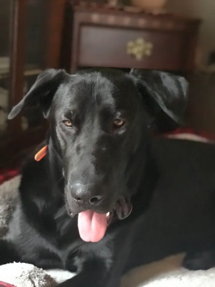 My Grandmas Dog