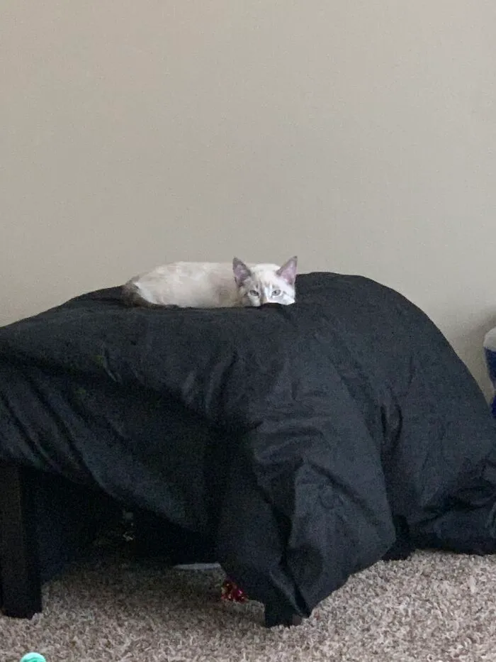 Cause The Hooman Needs Supervision!