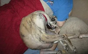 Hey Pandas, Post The Derpiest Photo Of Your Pet That You Have (Closed)