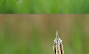 I Want To Make You Laugh With My Photographs Of Birds From The Front (36 Pics)